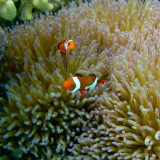 Afbeelding voor Great Barrier Reef