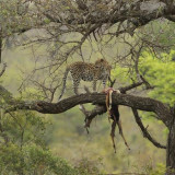 Afbeelding voor Safari in Zuid-Afrika