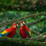 Afbeelding voor Vogels in Brazilie