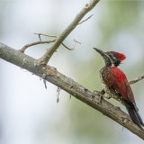 Afbeelding voor Vogels in Sri Lanka