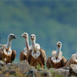 Afbeelding voor Vogelreis Bulgarije