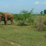 Afbeelding voor Dieren in Sri Lanka