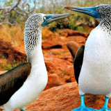 Afbeelding voor Dieren op de Galapagos eilanden