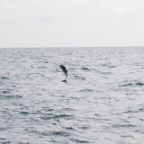 Afbeelding voor Walvissen en dolfijnen bij Madeira