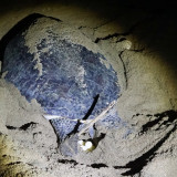Afbeelding voor Schildpadden bij Sukamade