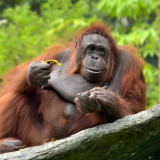Afbeelding voor Orang-oetans in Maleisie