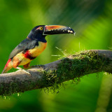 Afbeelding voor Vogels in Panama