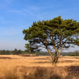 Afbeelding voor Kalmthoutse Heide
