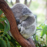 Afbeelding voor Koala