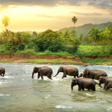 Afbeelding voor Sri Lanka natuur
