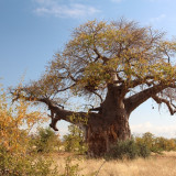 Afbeelding voor Mapungubwe in Zuid-Afrika