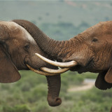 Afbeelding voor Addo Elephant National Park in Zuid-Afrika