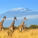 Afbeelding voor Kilimanjaro beklimmen