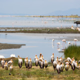 Afbeelding voor Lake Manyara in Tanzania