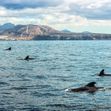Afbeelding voor Walvissen bij Tenerife