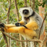 Afbeelding voor Lemuren in Madagaskar