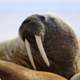 Afbeelding voor Walrussen