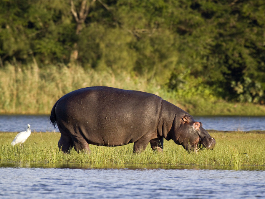 Safari Zuid-Afrika met kinderen