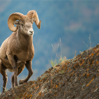 Afbeelding voor British Columbia in Canada