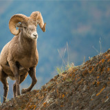 Afbeelding voor British Columbia in Canada