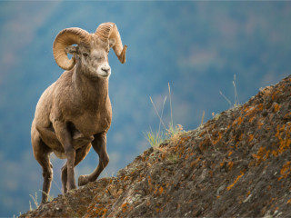 Afbeelding voor British Columbia in Canada