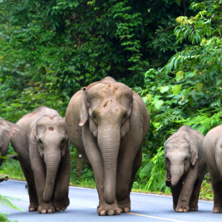 Afbeelding voor Khao Yai National Park