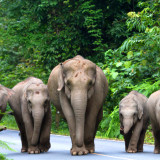 Afbeelding voor Khao Yai National Park