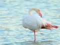 Flamingo's in de Camargue