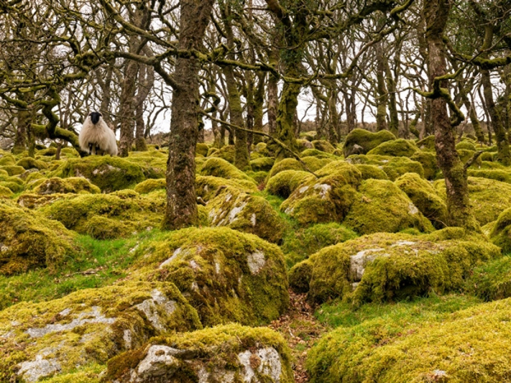 Dartmoor National Park