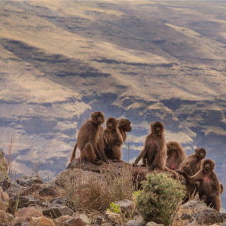 Afbeelding voor Simiengebergte in Ethiopië