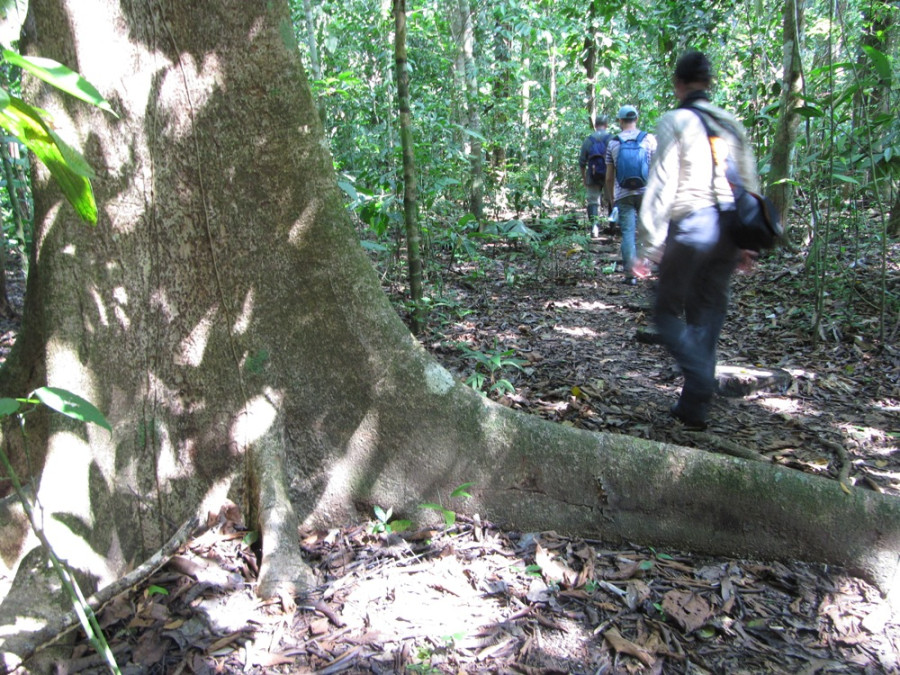 Hiking Corcovado