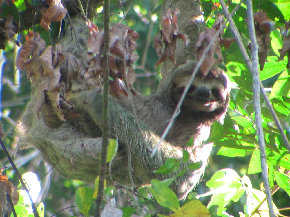 Luiaard in Manuel Antonio NP