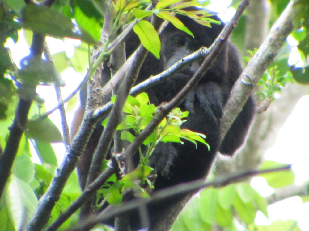 Brulaap in Manuel Antonio NP