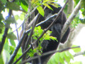 Brulaap in Manuel Antonio NP