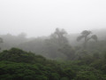 Monte Verde Nevelwoud