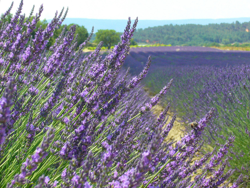 Provence