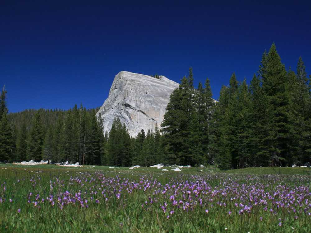 Yosemite meadows