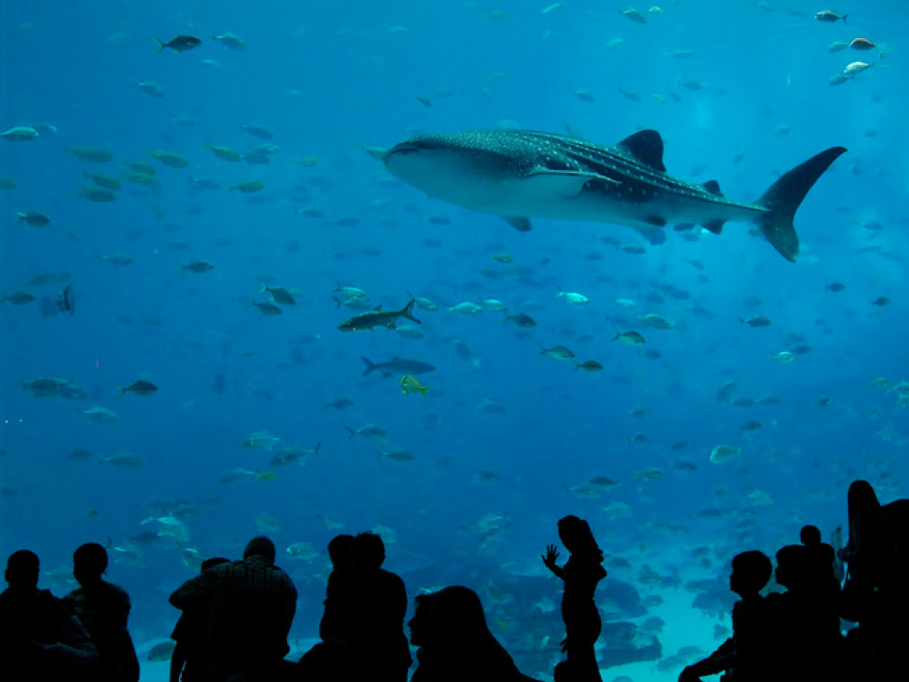 Georgia Aquarium