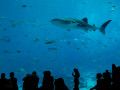 Georgia Aquarium