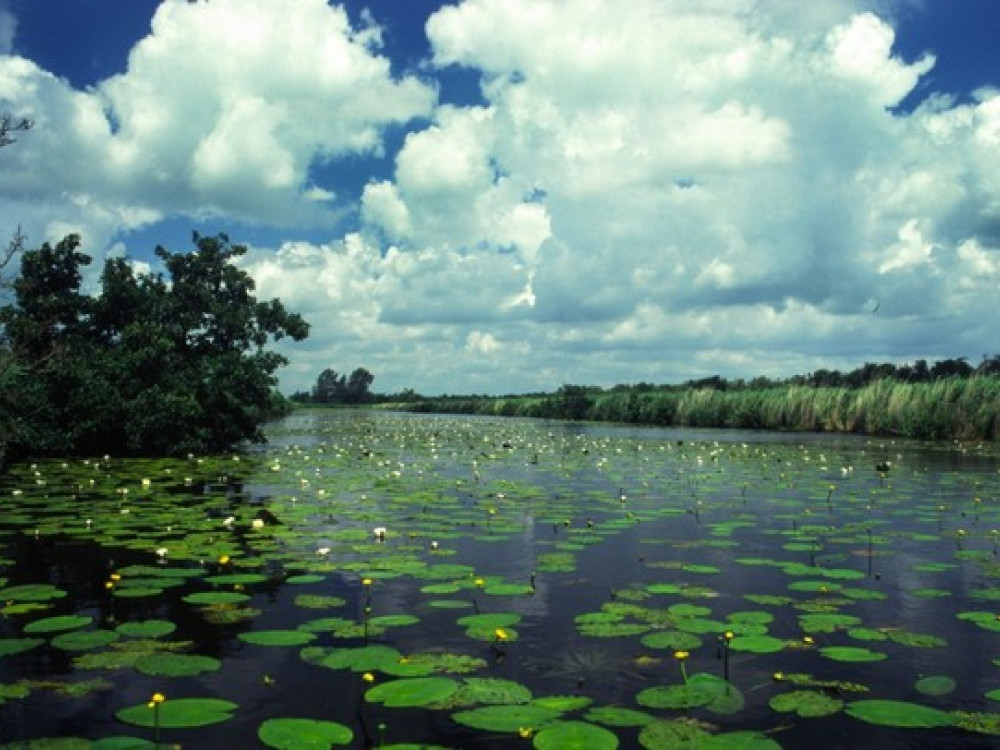 de Alde feanen