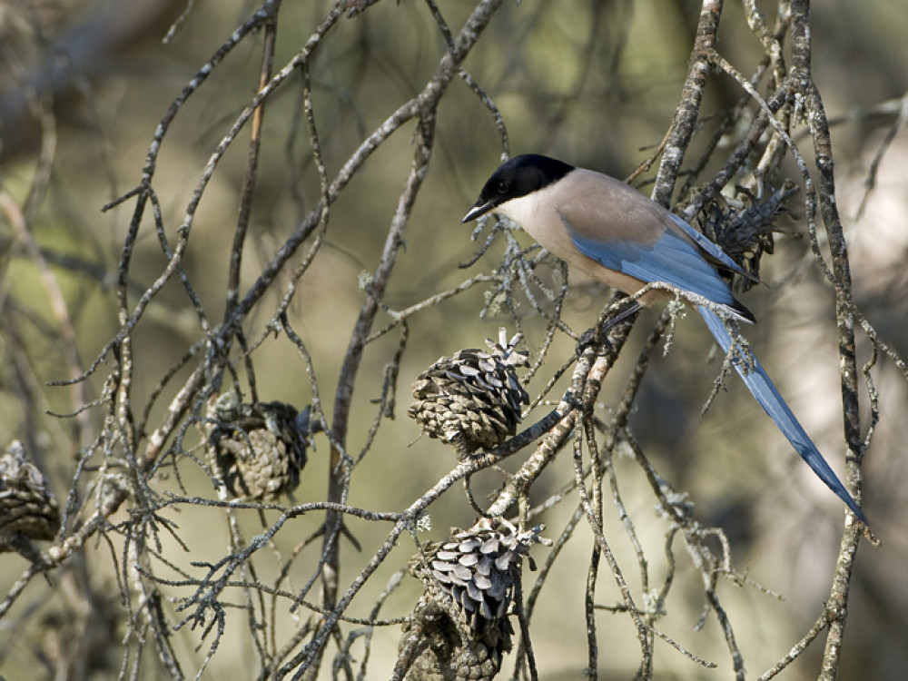 Blauwe ekster