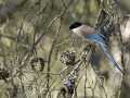 Blauwe ekster