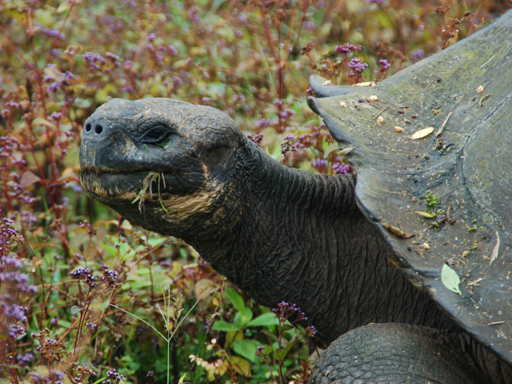 Reuzenschildpad op Santa Cruz