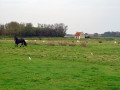 Terschelling