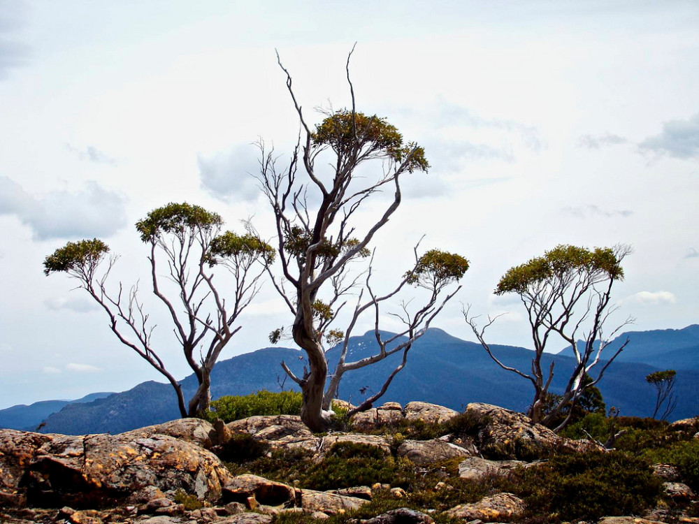 Overland track