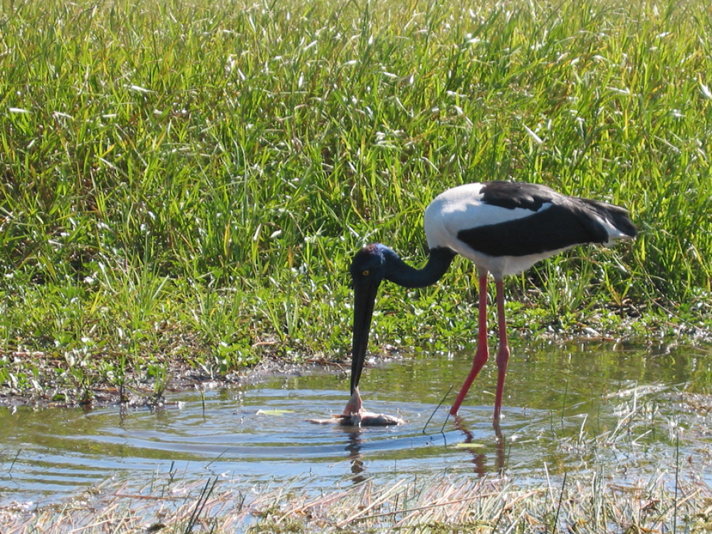 Ooievaar in Kakadu