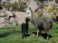 Alpaca