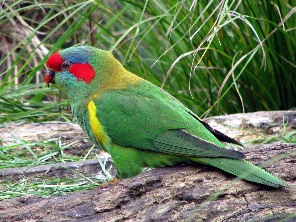 Musk Lorikeet