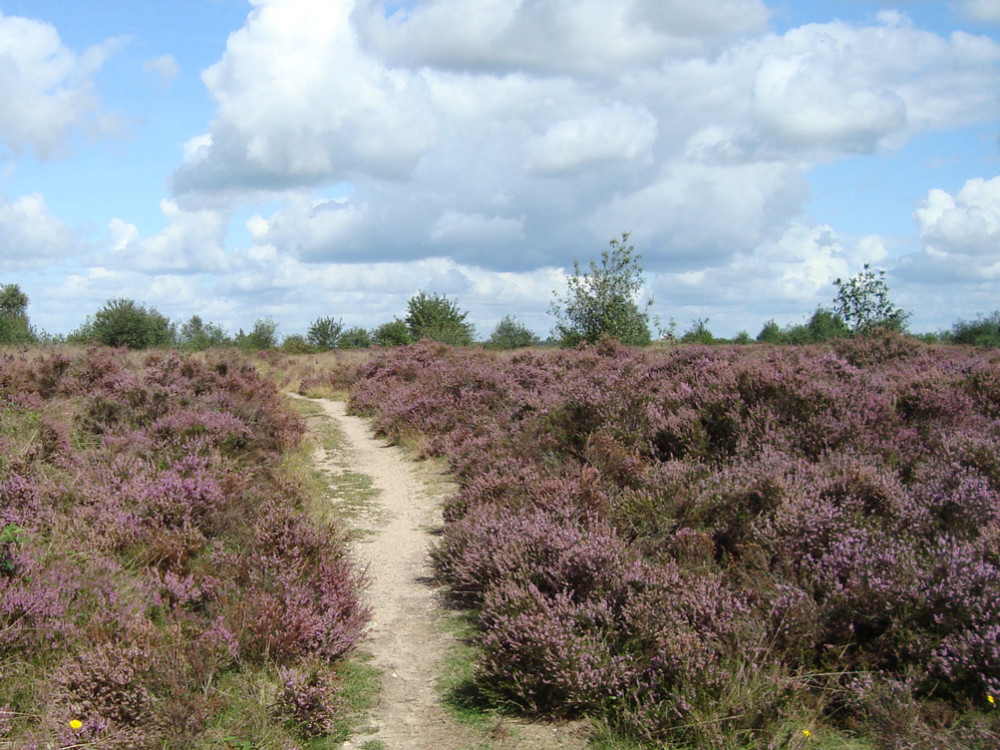 Veluwe natuur