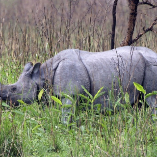 Afbeelding voor Kaziranga National Park - India